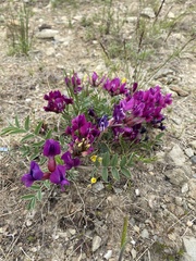 Oxytropis mixotriche