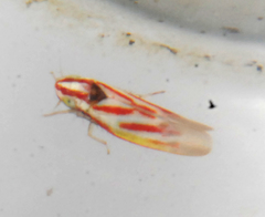 Image of Erythridula penenoeva