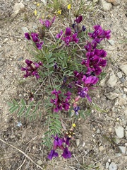 Oxytropis mixotriche