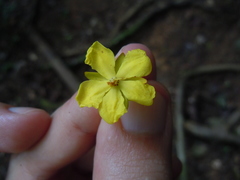 Ochnaceae
