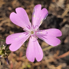 Eudianthe coeli-rosa image