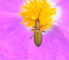 Chrysanthia flavipes