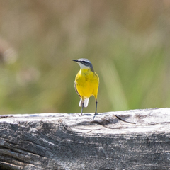 Motacilla flava iberiae