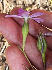 Eudianthe coeli-rosa image