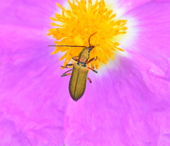 Chrysanthia flavipes