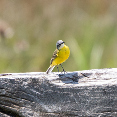 Motacilla flava iberiae