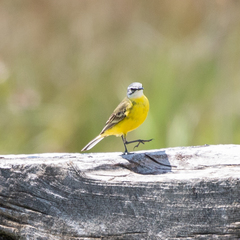 Motacilla flava iberiae