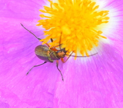 Chrysanthia flavipes