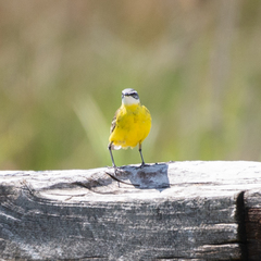 Motacilla flava iberiae