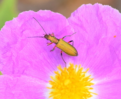 Chrysanthia flavipes