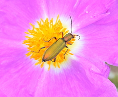 Chrysanthia flavipes