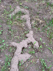 Thomomys talpoides