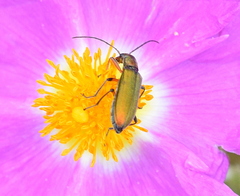 Chrysanthia flavipes