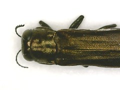 Agrilus quadriguttatus niveiventris