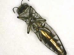 Agrilus quadriguttatus niveiventris