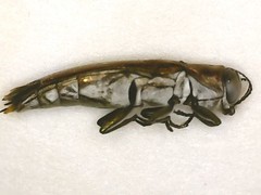 Agrilus quadriguttatus niveiventris