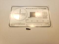 Agrilus quadriguttatus niveiventris