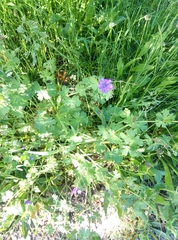Geranium pyrenaicum