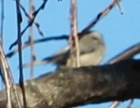 Poecile carolinensis