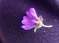 Geranium pyrenaicum