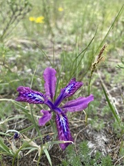 Iris ivanovae
