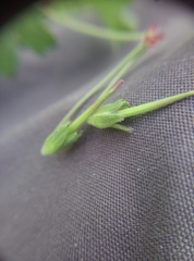 Geranium pyrenaicum