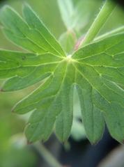 Geranium pyrenaicum