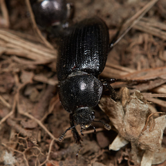 Platyceroides thoracicus