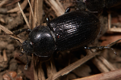 Platyceroides thoracicus