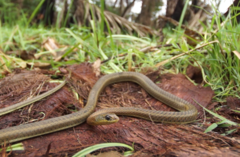 Psammophis mossambicus