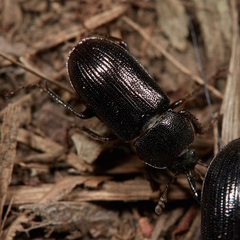Platyceroides thoracicus