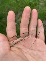 Oat Hairgrass (Piptochaetium avenaceum)
