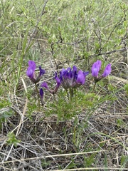 Astragalus suffruticosus