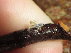 Phyllonorycter lucidicostella