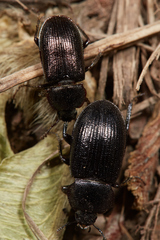 Platyceroides thoracicus