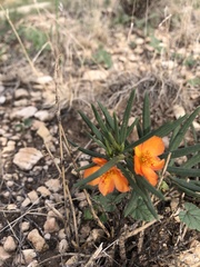 Talinum aurantiacum