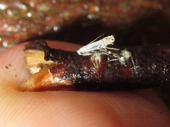 Phyllonorycter lucidicostella