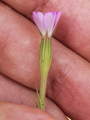 Eudianthe coeli-rosa image