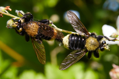 Laphria sackeni