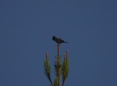 Curruca ruppeli