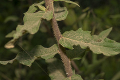 Silphium asperrimum