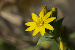 Blackstonia perfoliata