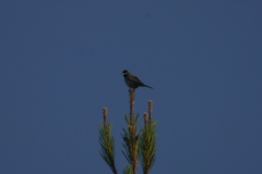 Curruca ruppeli