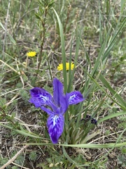 Iris ivanovae