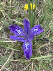 Iris ivanovae