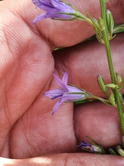 Campanula rapunculus