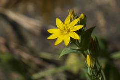 Blackstonia perfoliata