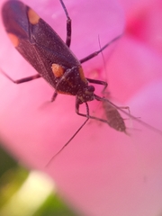 Capsodes flavomarginatus