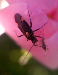 Capsodes flavomarginatus