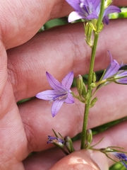 Campanula rapunculus